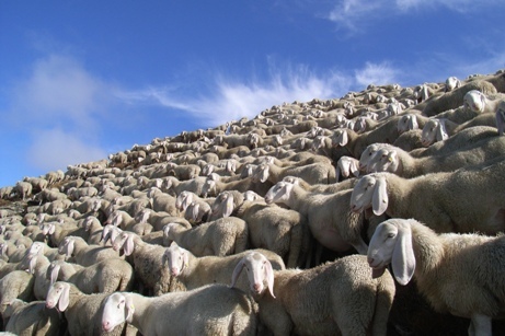 La proteste delle pecore
